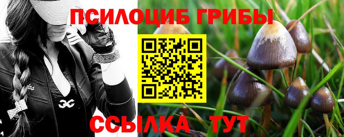 Псилоцибиновые грибы мицелий  Вход с VPN  Горно-Алтайск 